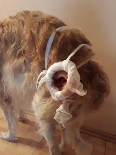 Пролежни Фото собака с открытым ртом