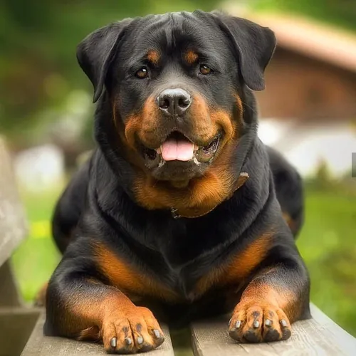 Ротвейлер Фото собака с высунутым языком