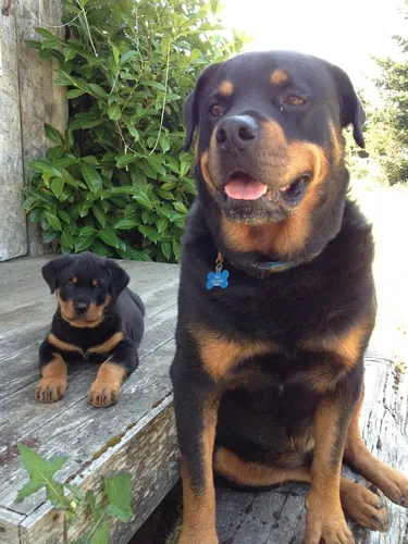 Ротвейлер Фото собака и щенок сидят на деревянной палубе