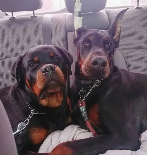 Ротвейлер Фото две собаки сидят в машине