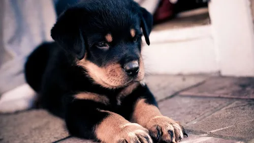 Ротвейлер Фото щенок, лежащий на земле
