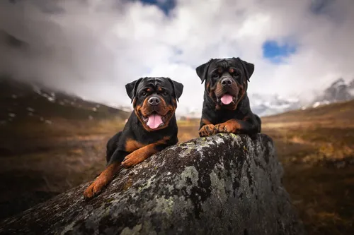 Ротвейлер Фото пара собак на скале