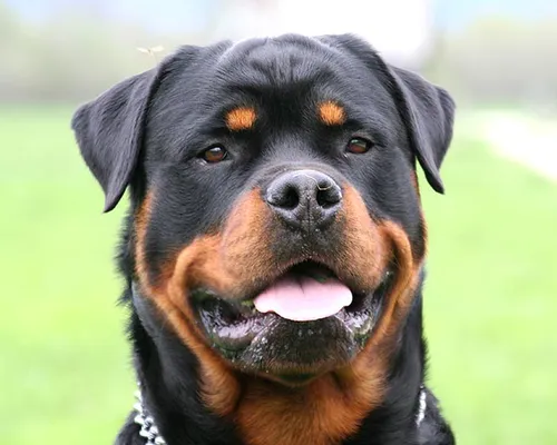 Ротвейлер Фото черная собака с высунутым языком