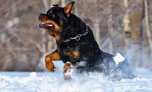 Ротвейлер Фото собака бежит по снегу