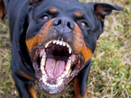 Ротвейлер Фото собака с открытым ртом