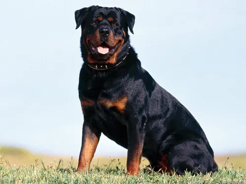 Ротвейлер Фото черная собака с открытым ртом