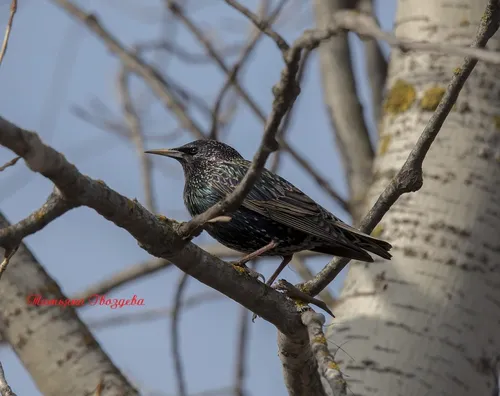 Скворец Фото птица, сидящая на ветке дерева