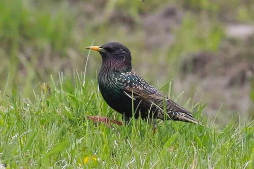 Скворец Фото птица, стоящая в траве