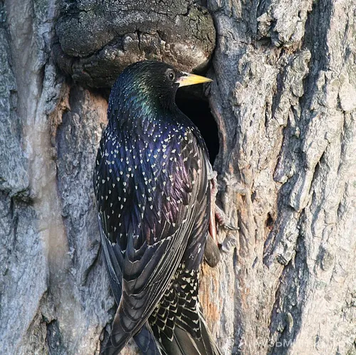 Скворец Фото птица на дереве