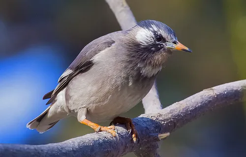 Скворец Фото эстетика