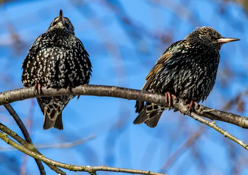Скворец Фото две птицы сидят на ветке