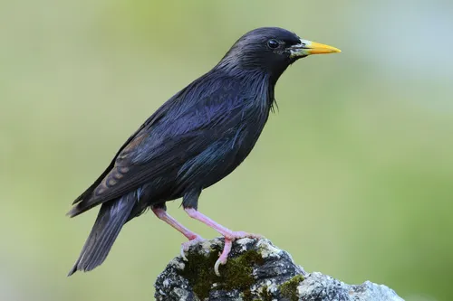 Скворец Фото черная птица на скале