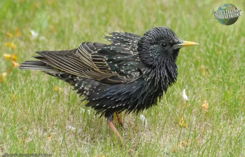 Скворец Фото птица, стоящая в травянистой местности
