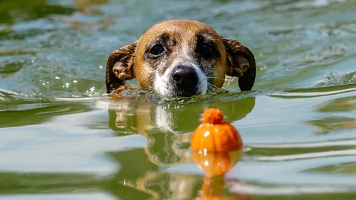 Собаки Фото собака плавает в воде