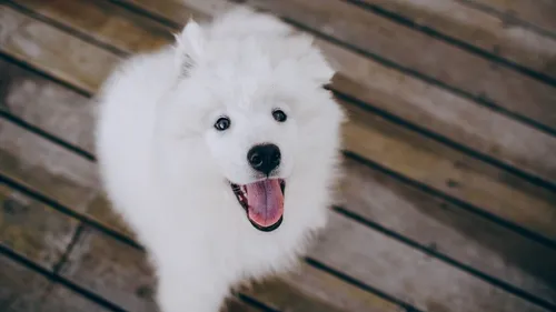 Собаки Фото белая собака с высунутым языком