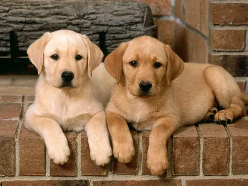Собаки Фото два щенка лежат на кирпичной поверхности