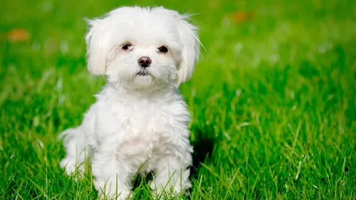 Собаки Фото белая собака в траве