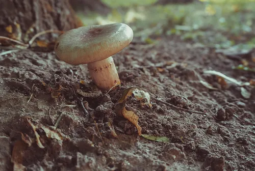 Съедобные Грибы Фото гриб, растущий в земле