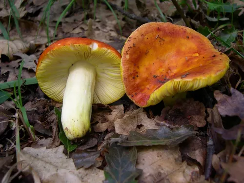 Съедобные Грибы Фото пара грибов