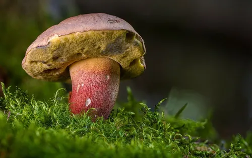 Съедобные Грибы Фото гриб, растущий из земли
