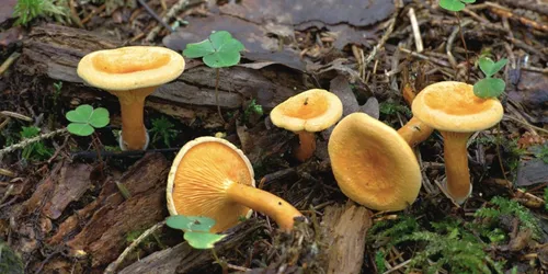 Съедобные Грибы Фото группа грибов, растущих на бревне