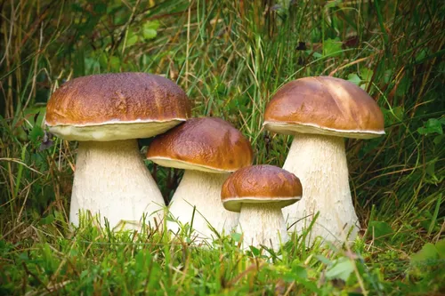 группа грибов, растущих в траве