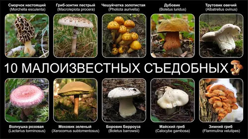 Съедобные Грибы Фото группа грибов