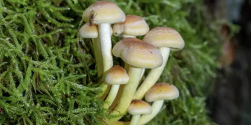 Съедобные Грибы Фото группа грибов, растущих на дереве