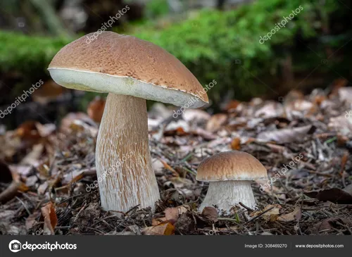 Съедобные Грибы Фото крупный план некоторых грибов