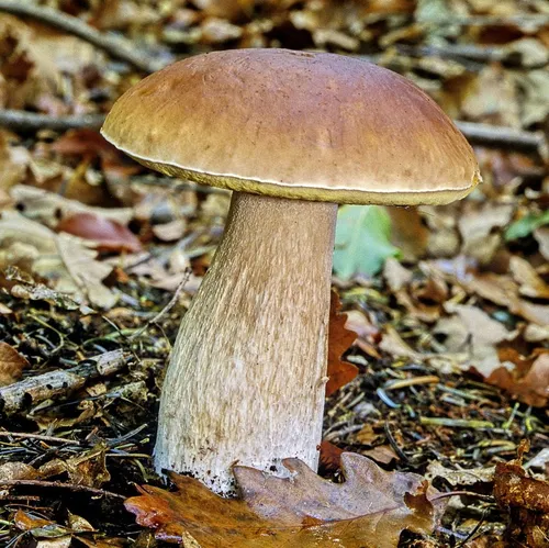 Съедобные Грибы Фото гриб, растущий в лесу