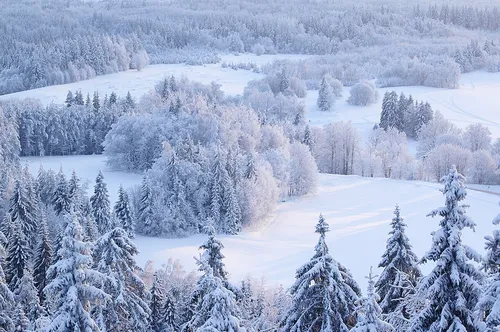 Зимы Фото снежный пейзаж с деревьями