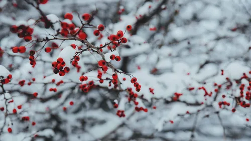 Зимы Фото дерево, покрытое снегом