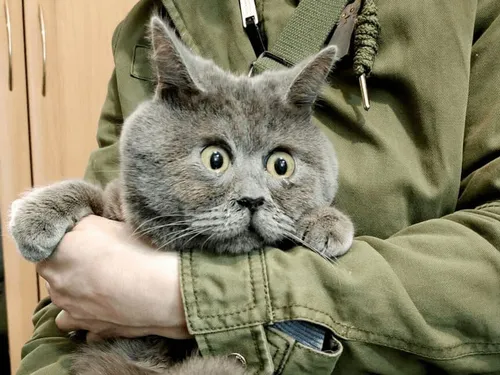 Кота Фото человек, держащий кошку