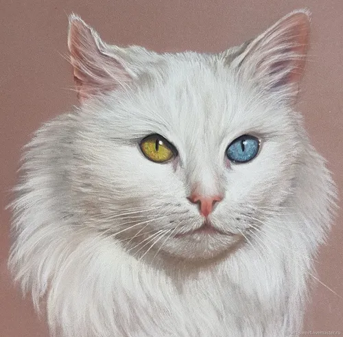 Кота Фото белая кошка с голубыми глазами