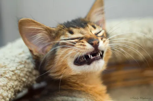 Кота Фото кошка зевает с открытым ртом
