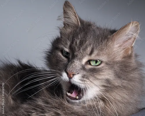Кота Фото кошка с открытым ртом