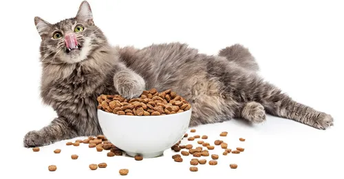 Кота Фото кошка, лежащая рядом с миской с кошачьим кормом