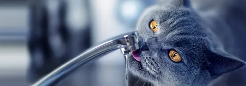Кота Фото кошка пьет воду из крана
