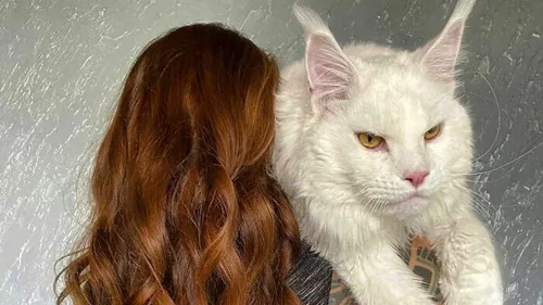 Кота Фото человек, держащий белую кошку