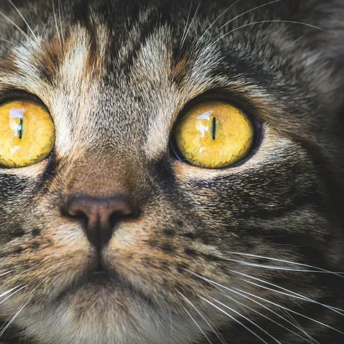 Кота Фото кошка с желтыми глазами