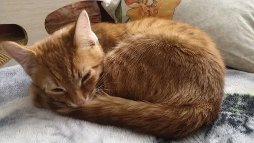 Кота Фото кошка, лежащая на диване