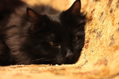 Кота Фото черная кошка, лежащая на кошачьем дереве