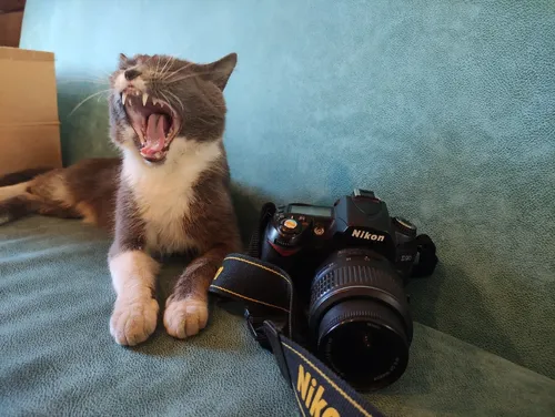 Кота Фото кот с фотоаппаратом