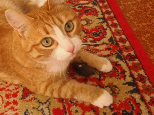 Кота Фото кошка, лежащая на коврике