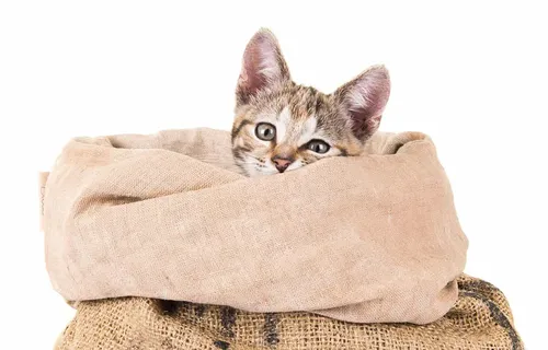 Кота Фото кот в сумочке