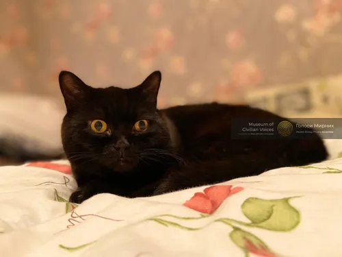 Кота Фото черная кошка, лежащая на кровати