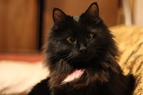 Кота Фото черная кошка с розовым ошейником