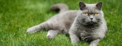 Кота Фото кошка, лежащая в траве