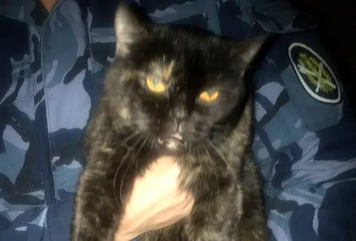 Кота Фото кошка со светящимися глазами