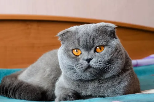Кота Фото кошка, лежащая на одеяле